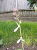 DSCF0607