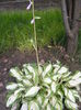 DSCF0608