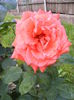 DSCF0609