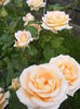 DSCF0612