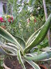 DSCF0617