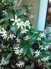 jasmine trachelospermum