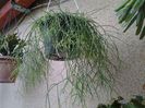 ripsalidopsis cassuta