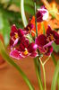Miltonia