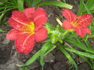 hemerocallis