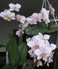 Asa infloreste Phalaenopsis Jiaho's pink girl