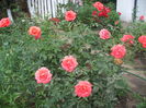 DSCF9913