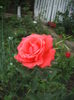 DSCF9914