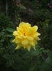 DSCF9905