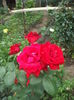DSCF9921