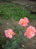 DSCF9922