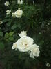 DSCF9925