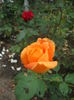 DSCF9929