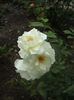 DSCF9934