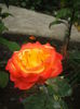 DSCF9937