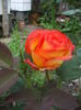 DSCF9956
