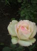 DSCF9954