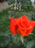 DSCF9949