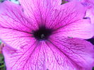 Purple Petunia (2014, June 11)