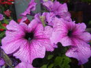 Purple Petunia (2014, June 11)