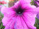 Purple Petunia (2014, June 14)