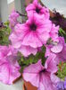 Purple Petunia (2014, June 14)
