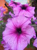 Purple Petunia (2014, June 14)