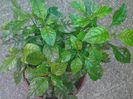 crossandra