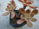 Graptopetalum amethystinum   (Rose) E. Walther1931