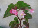 DSCF2740
