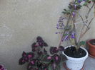 DSCF2742