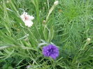 DSCF2747