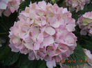 DSCN3136