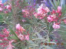 DSCN3147