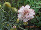 DSCN3146