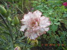 DSCN3142
