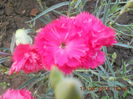 DSCN3149