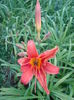 Hemerocallis Fulva- Crinul de o zi