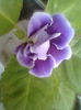 Alegro purple