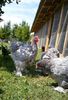 SAM_0901
