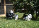 SAM_0919
