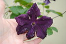 clematis Romantika