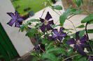 clematis Romantika