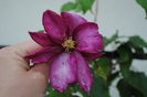 clematis Betty Risdon
