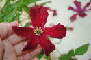 clematis Vitiwester