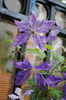 clematis Tie Dye