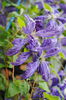 clematis Tie Dye