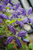 clematis Tie Dye