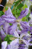 clematis Tie Dye