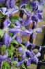 clematis Tie Dye